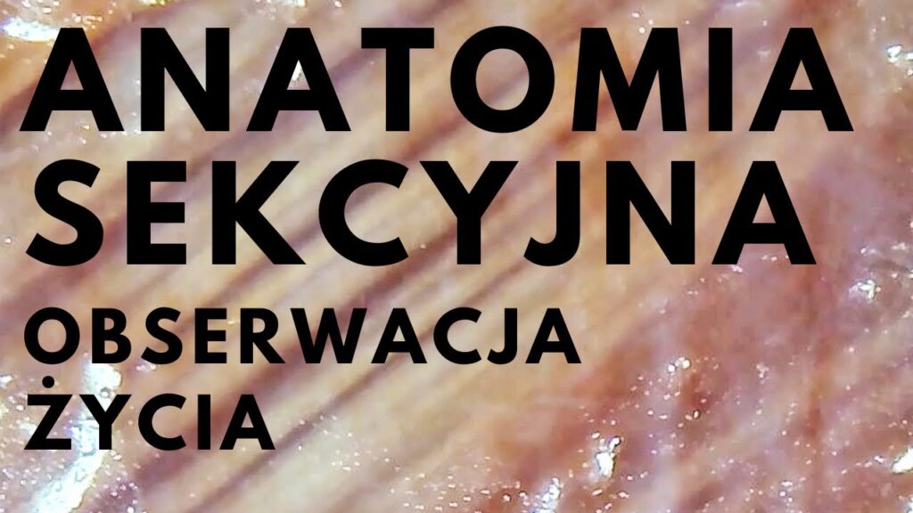 anatomia sekcyjna